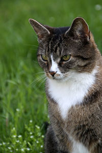 Close-up portrait of cat