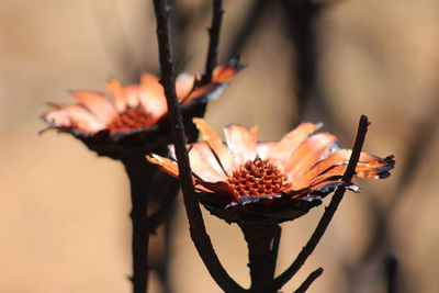 Close-up of flowers