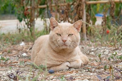 Portrait of cat sitting on field