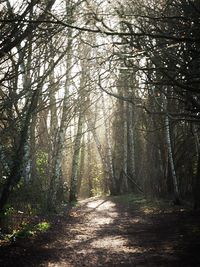 Dirt road amidst trees in forest