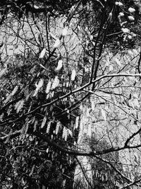 Low angle view of trees in forest during winter