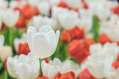 Close-up of white tulips