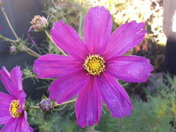 Close-up of pink flower