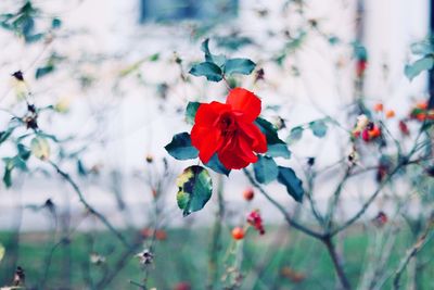 Close-up of red flowers blooming on tree