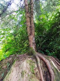 Trees in forest