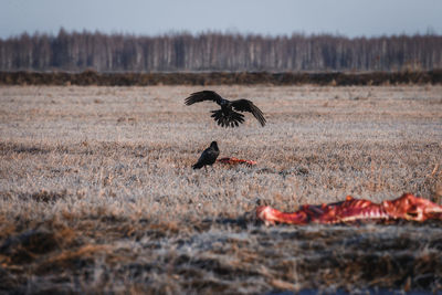 Bird on field against sky