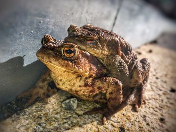 Close-up of frogs mating