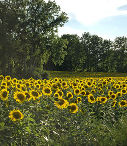 Close-up of sunflowers in field