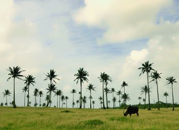 Horses on grassy field against sky