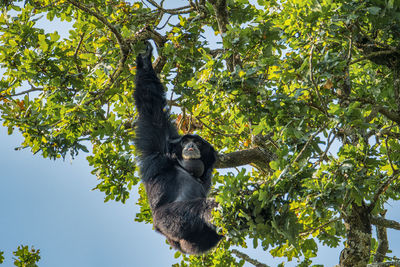 Low angle view of monkey on tree