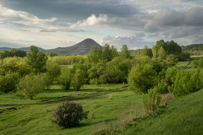 Scenic view of field against sky