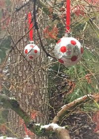 Close-up of christmas tree in winter