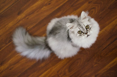 High angle view of cat on hardwood floor