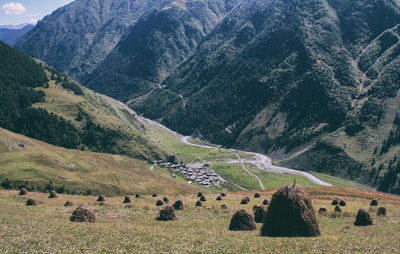 View of sheep on land