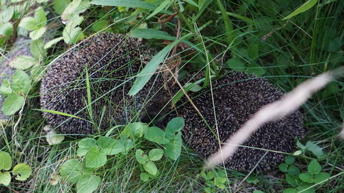 High angle view of snake on field