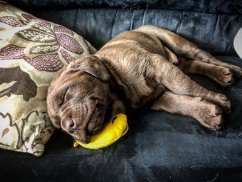 High angle view of dog sleeping at home