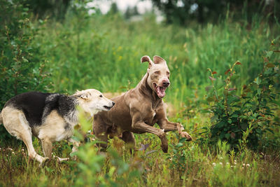 View of two dogs on land