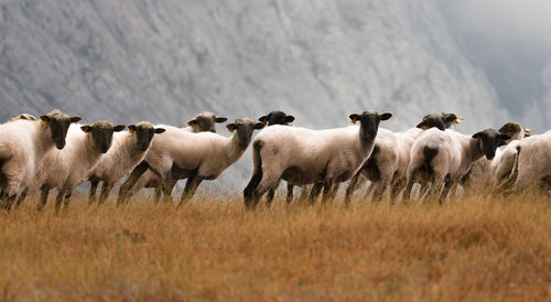 Flock of sheep in a field