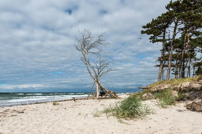 Trees on beach against sky