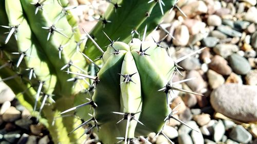 Close-up of insect perching on plant