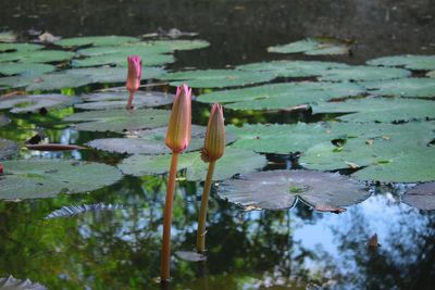 Close-up of lotus water lily in lake