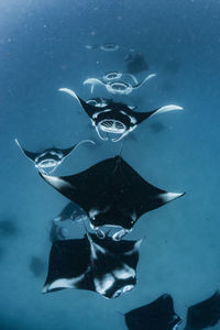 School of manta rays in baa atoll, maldives