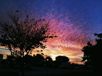 Silhouette of trees at sunset