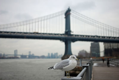 Seagull in front of the manhattan bridge at cloudy weather