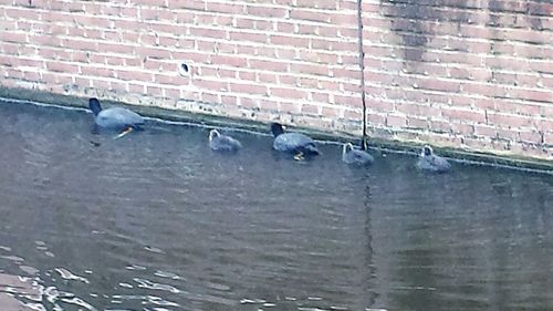 View of birds in water