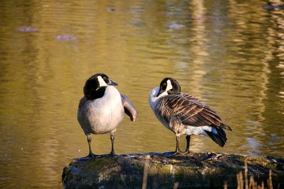 Birds perching on a rock in a lake