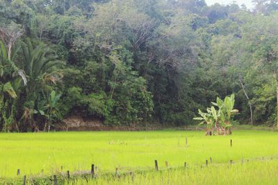 Scenic view of trees growing on field