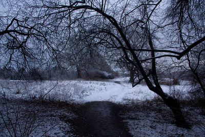 Bare trees on snow covered land