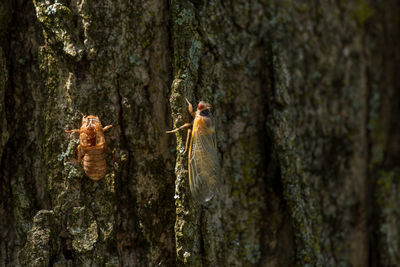 View of birds perching on tree trunk