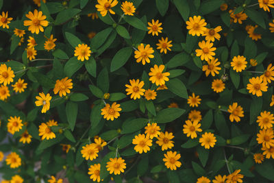 Close-up of yellow flowering plants in park