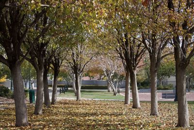 Trees in park