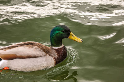 Duck swimming in lake