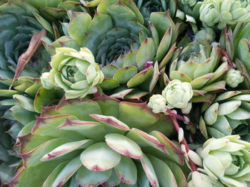 Full frame shot of plants