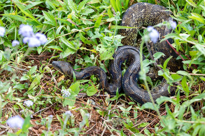 High angle view of snake on field