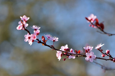 Close-up of pink cherry blossoms in spring