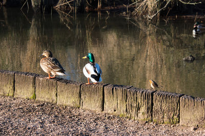 Birds perching on wooden post by lake