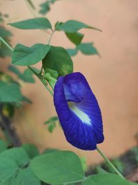 Close-up of purple flowering plant