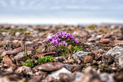 Purple mountain saxifrage