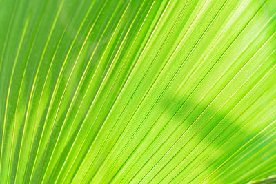 Palm leaf background texture