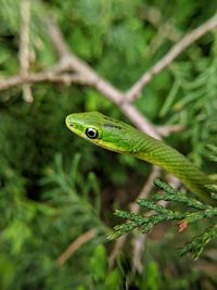 Close-up of green lizard on tree