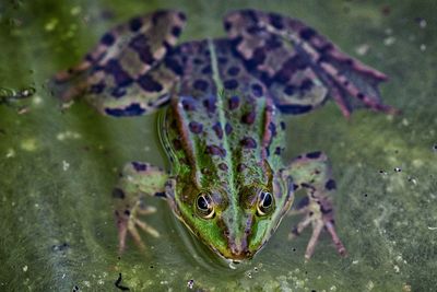 High angle view of frog swimming in water