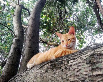 Portrait of ginger cat sitting on tree trunk