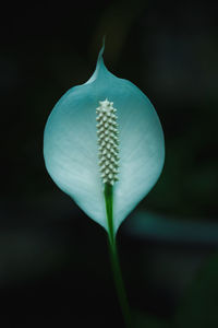 Macro shot of flower