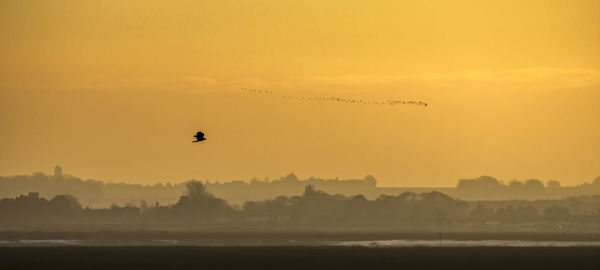 Birds flying in the sky