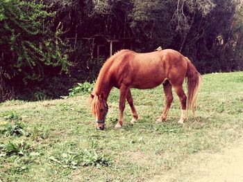 Horse grazing on field