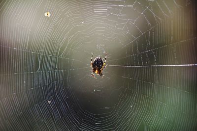 Close-up of spider on web